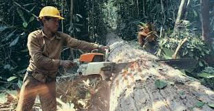 Logging