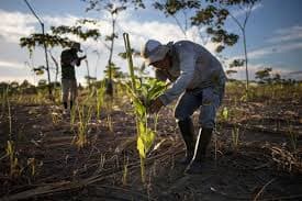 Reforestation
