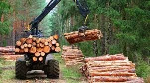 Timber Harvesting