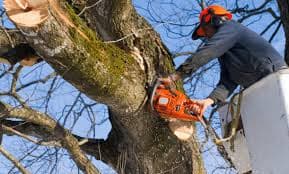 Tree Trimming