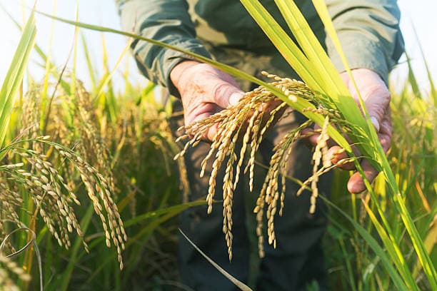 Crop Scouting