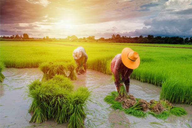 Cultivation
