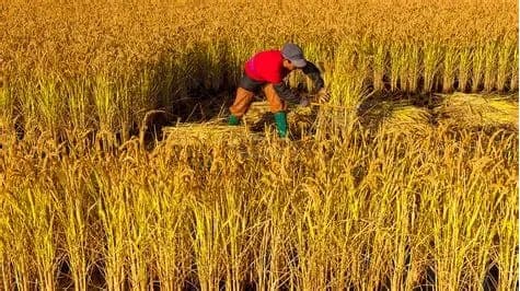 Harvesting