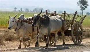 Bullockcart