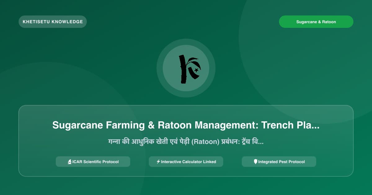 Sugarcane Farming & Ratoon Management: Trench Planting, Fertigation & Trash Mulching